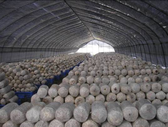 食用菌生产（现代生态农业的一个重要组成部分）