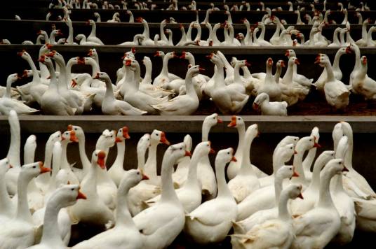 扬州鹅（鸭科雁属动物）