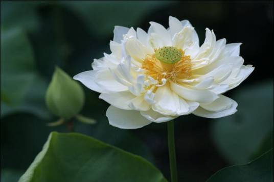 观音莲（荷花品种）