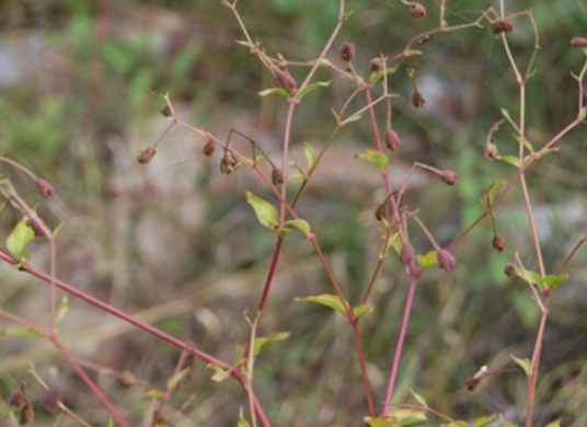 喜马拉雅紫茉莉