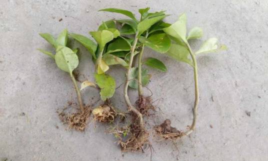 土田七（中药）