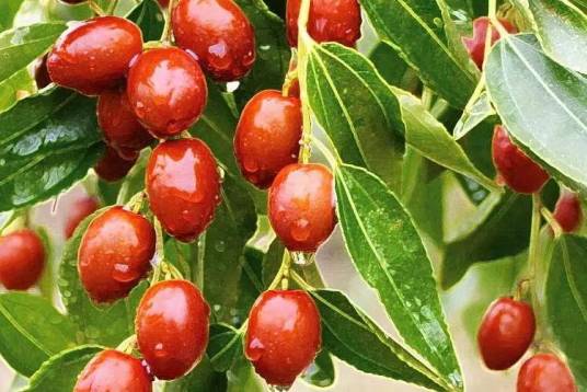 中国乐陵金丝小枣节