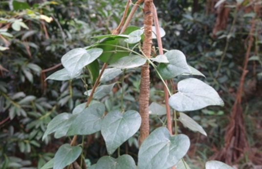 山葛薯（薯蓣科薯蓣属植物）