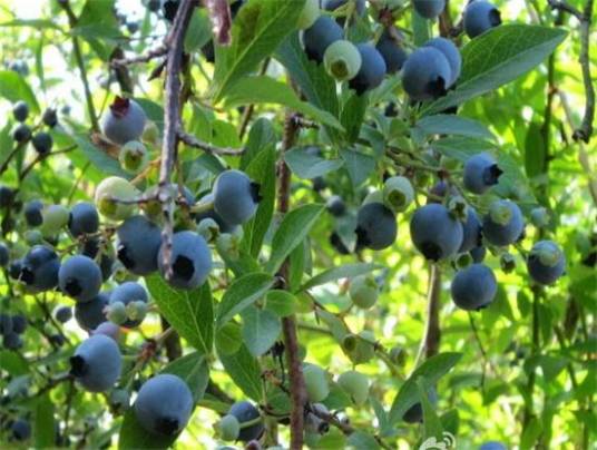 蓝浆果