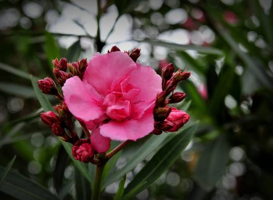 夹竹桃（中药）