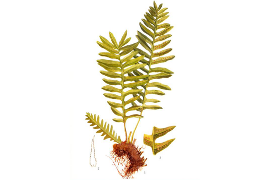 骨碎补（水龙骨科植物槲蕨）