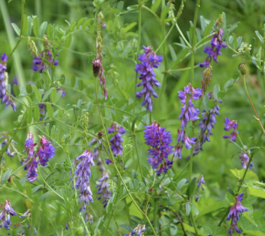 山野豌豆（豆科野豌豆属植物）