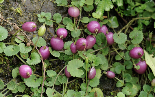 铜锤玉带草（桔梗科铜锤玉带属植物）