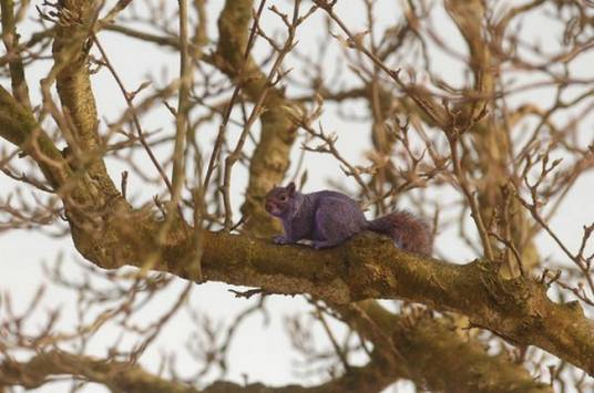 紫色松鼠