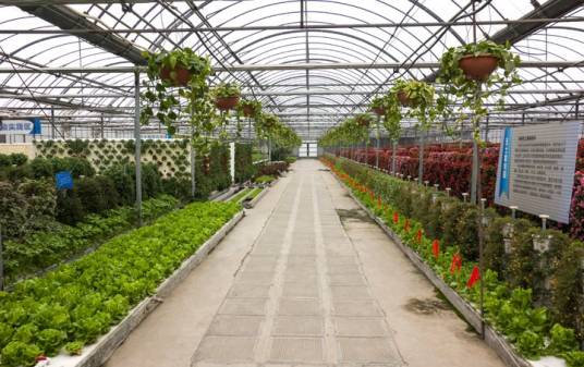 孙桥现代农业园