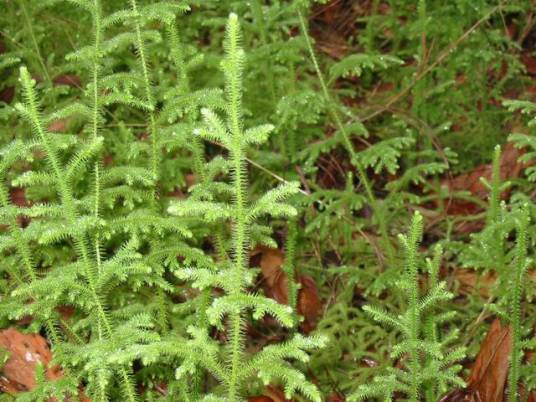 铺地蜈蚣（植物筋骨草）