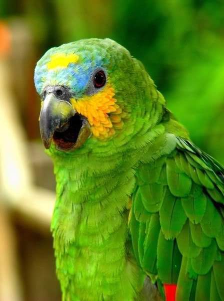 青绿顶亚马逊鹦鹉