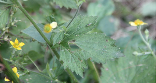 柔毛水杨梅（中药名）