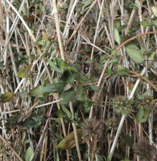 路边草（菊科植物）