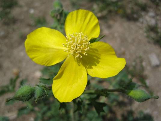 秃疮花（罂粟科秃疮花属植物）