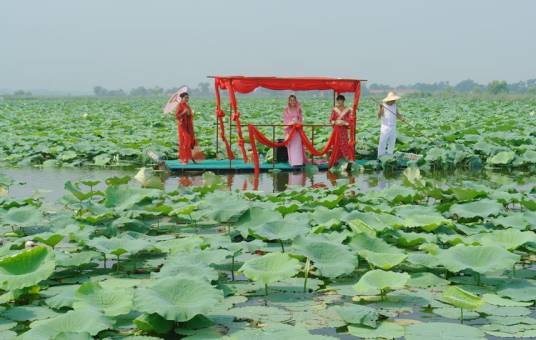 淮阳荷花节
