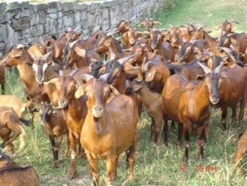 亿德肉羊养殖场