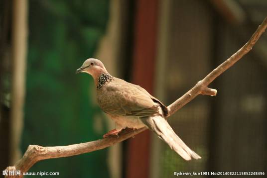 鸠（鸠鸽科部分鸟类通称）