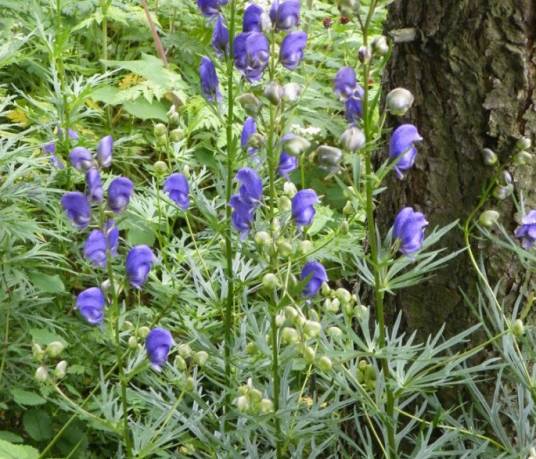 雪上一枝蒿（毛茛目毛茛科植物）