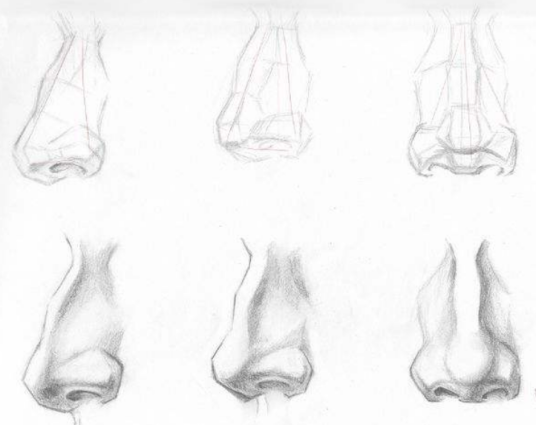 鼻部（美学标准）