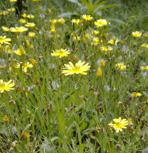 山苦荬（中药）