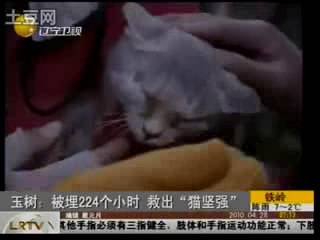 猫坚强（玉树地震废墟中被解救的猫）