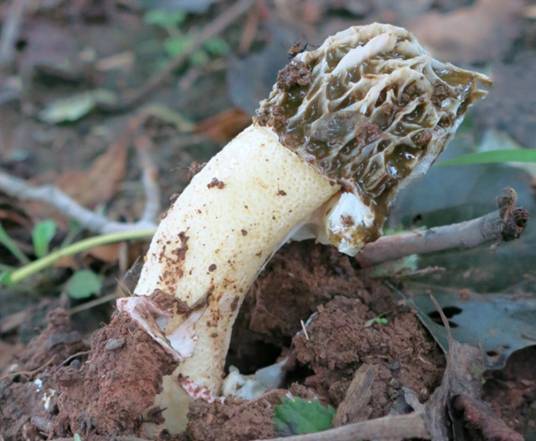 白鬼笔（鬼笔科鬼笔属真菌）