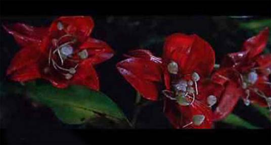 血兰花（电影《狂蟒之灾2》中出现的植物）