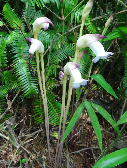 野菰（中药名）