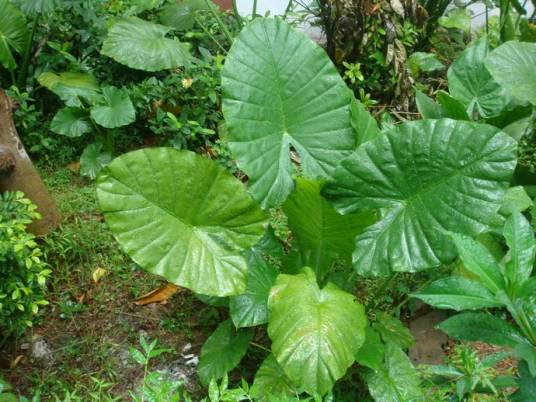 海芋（天南星科海芋属草本植物）