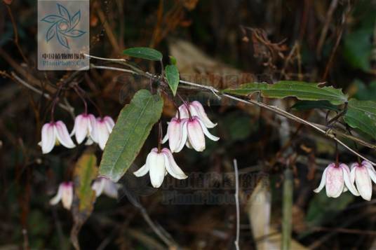 雪里开（中药材）