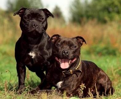 斯塔福郡斗牛梗