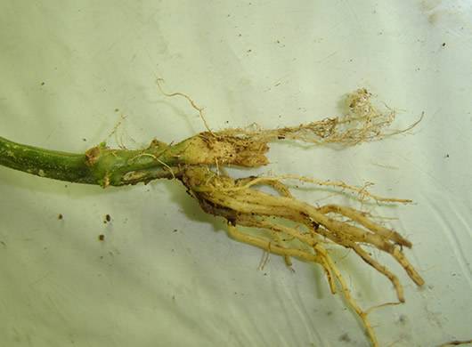 南瓜根（中药材）