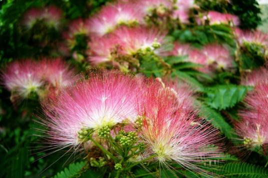 苦情花（豆目豆科植物）