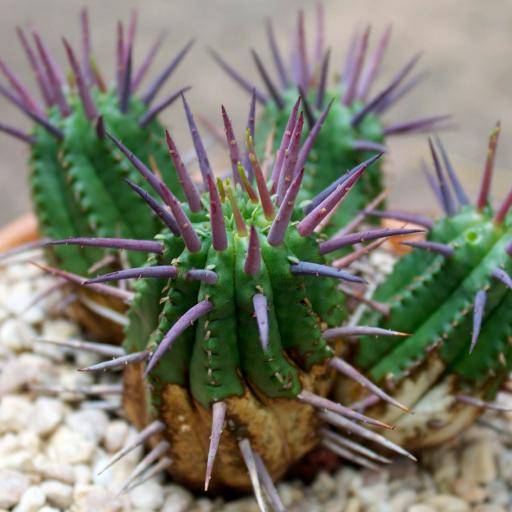 红麒麟（大戟科大戟属植物）