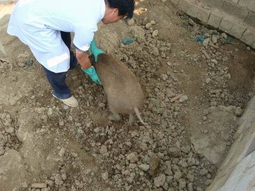 广西马山县竹鼠养殖场