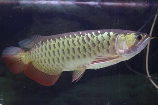 红尾金龙鱼