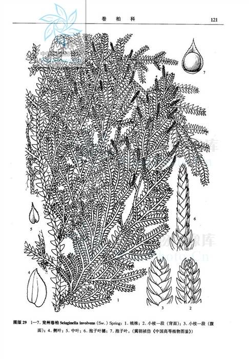 兖州卷柏（卷柏科卷柏属植物）