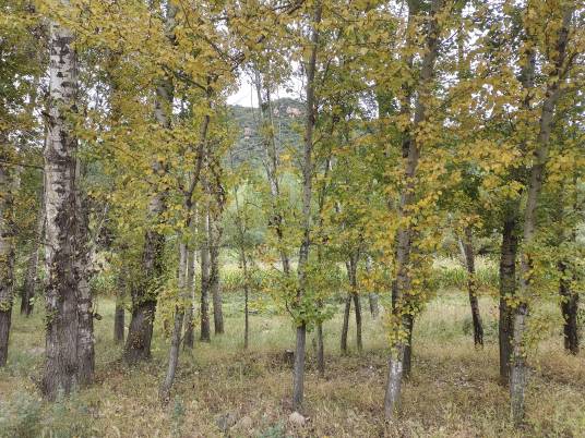 树（木本植物的统称）