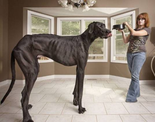 宙斯（2012年获得吉尼斯世界最高犬称号的大丹犬）