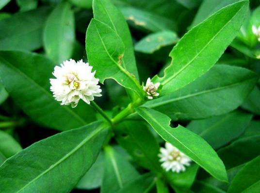 莲子草（苋科莲子草属植物）