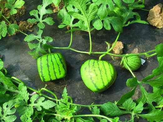 江宁横溪西瓜节