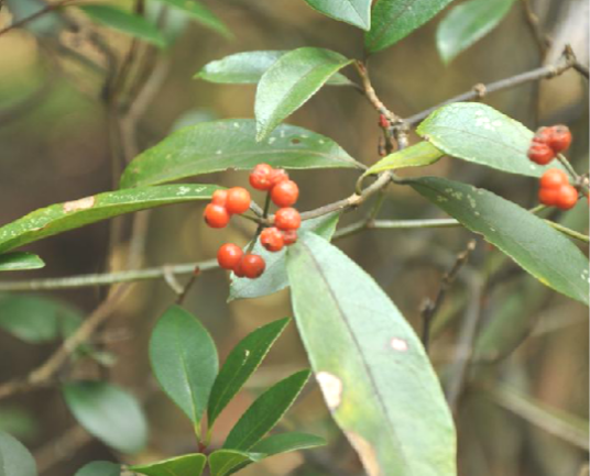 羊角藤（中药）