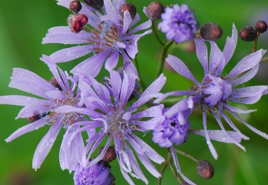 山莴苣（菊科莴苣属植物）