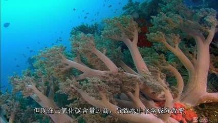 梦幻珊瑚海