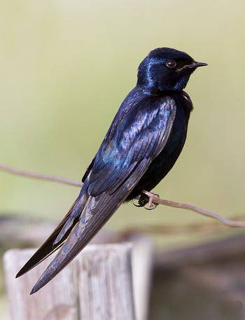 蓝燕（雀形目燕科鸟类）