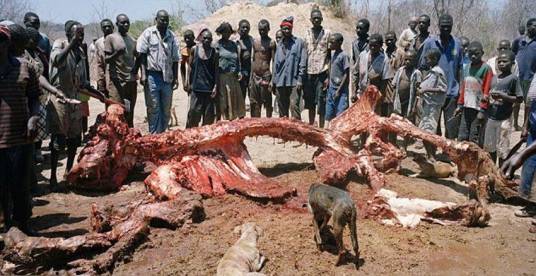 象肉（中药药材）