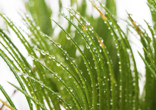 野草（夏衍创作文章）