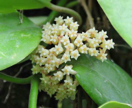 铁草鞋（夹竹桃科球兰属植物）