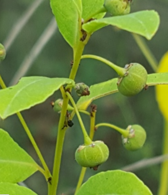 一叶萩（叶下珠科白饭树属植物）